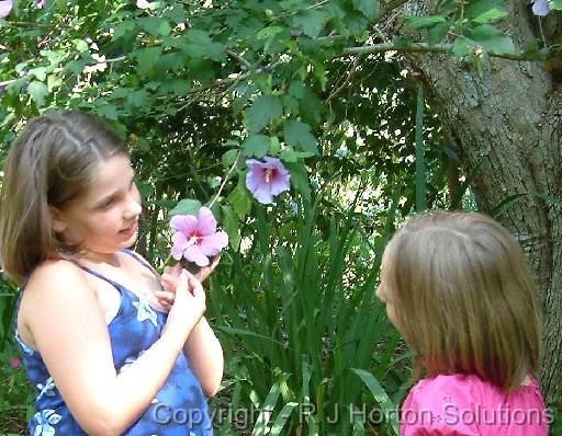 Hibiscus syriacus_2 